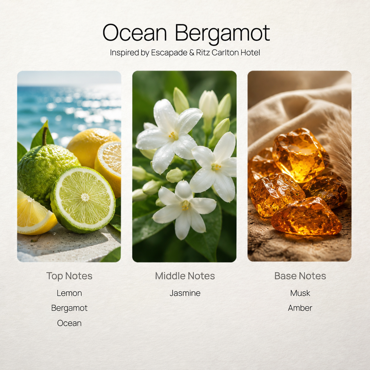 Ocean Bergamot scent notes chart: lemon, jasmine, musk