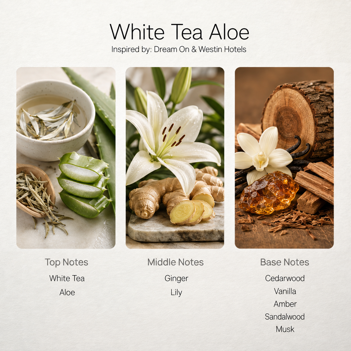 White Tea Aloe scent notes chart: white tea, ginger, cedarwood
